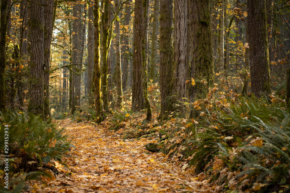 Park trail through beautiful autumn trees with fallen leaves