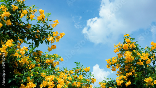 Fresh and beautiful Yellow elder (Trumpetbush, Trumpetflower, Yellow trumpet-flower, Yellow trumpetbush) 