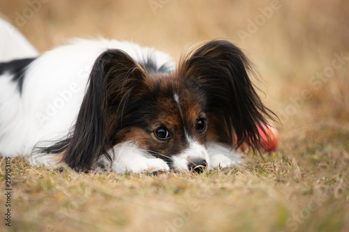 Portrait of beautiful papillon dog with apples lying in the field. Gorgeous Continental toy spaniel outdoors