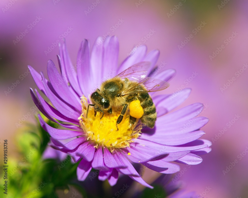 bee or honeybee sitting on flower, Apis Mellifera bee or honeybee sitting on flower, Apis Mellifera