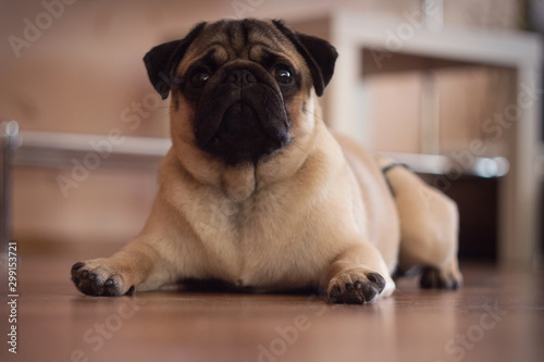 Cute sad pug dog, pug lying on the floor, looking © Yekatseryna
