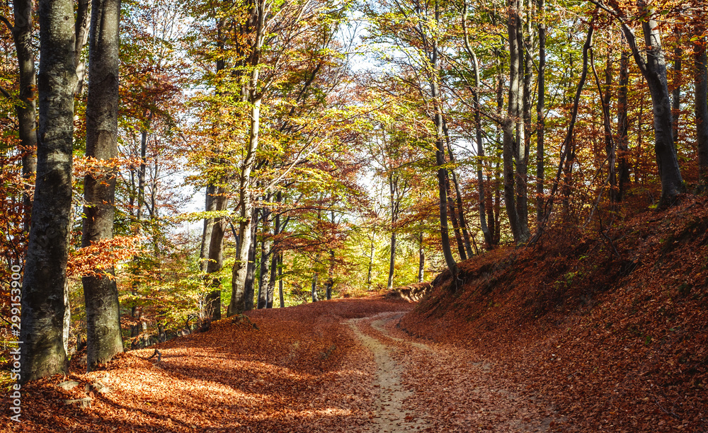 Obraz premium through the autumn beech forest