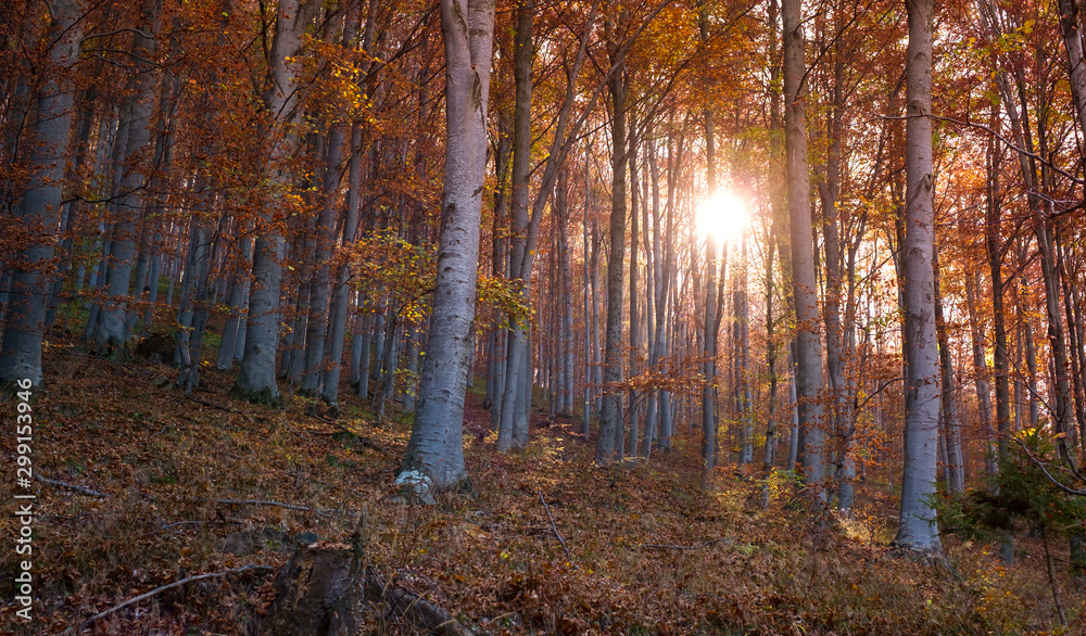 through the autumn beech forest