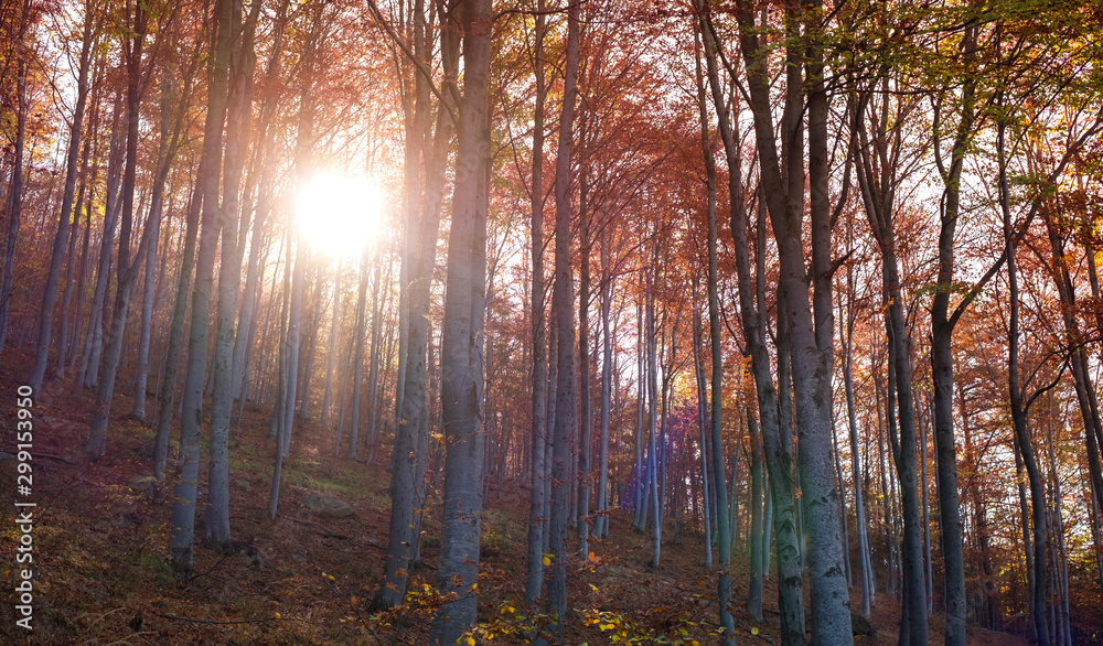 Obraz premium through the autumn beech forest