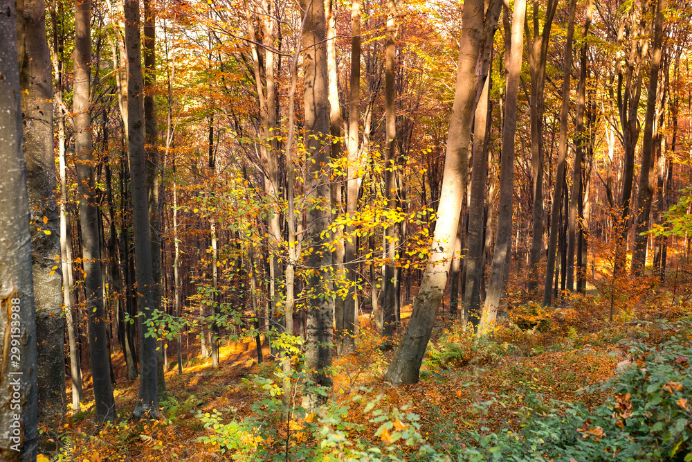 Fototapeta premium through the autumn beech forest