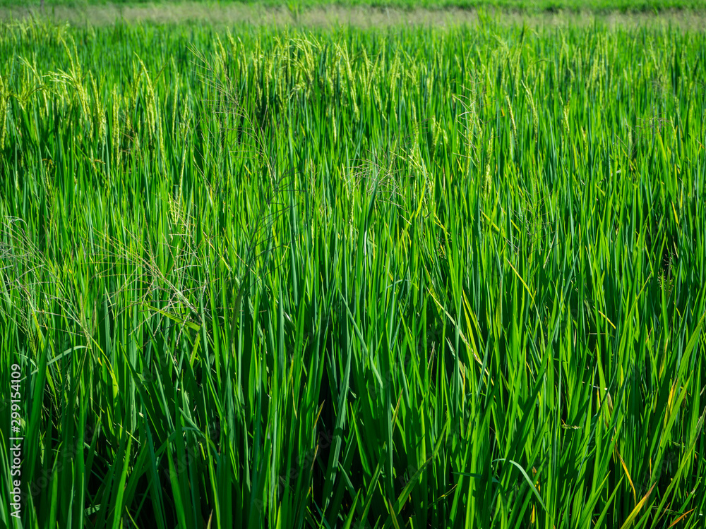 Obraz premium Green rice field in Bali