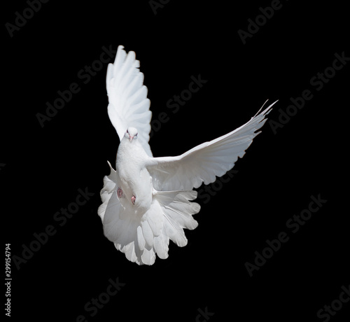 Canvastavla White dove on black background