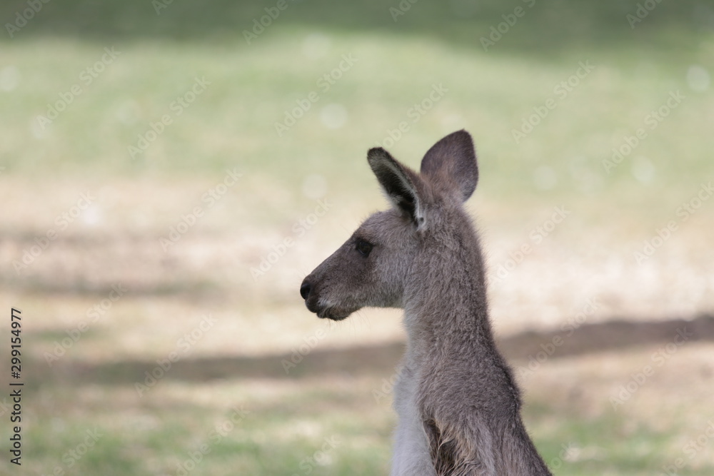 kangaroo in field