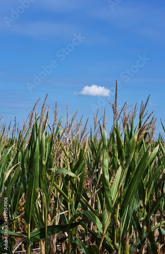 Corn and Blue Sky