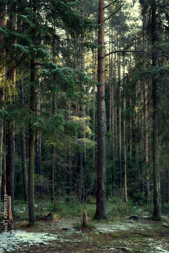 Obraz premium Landscape, rays of the sun in a dark magic pine forest after the first snow