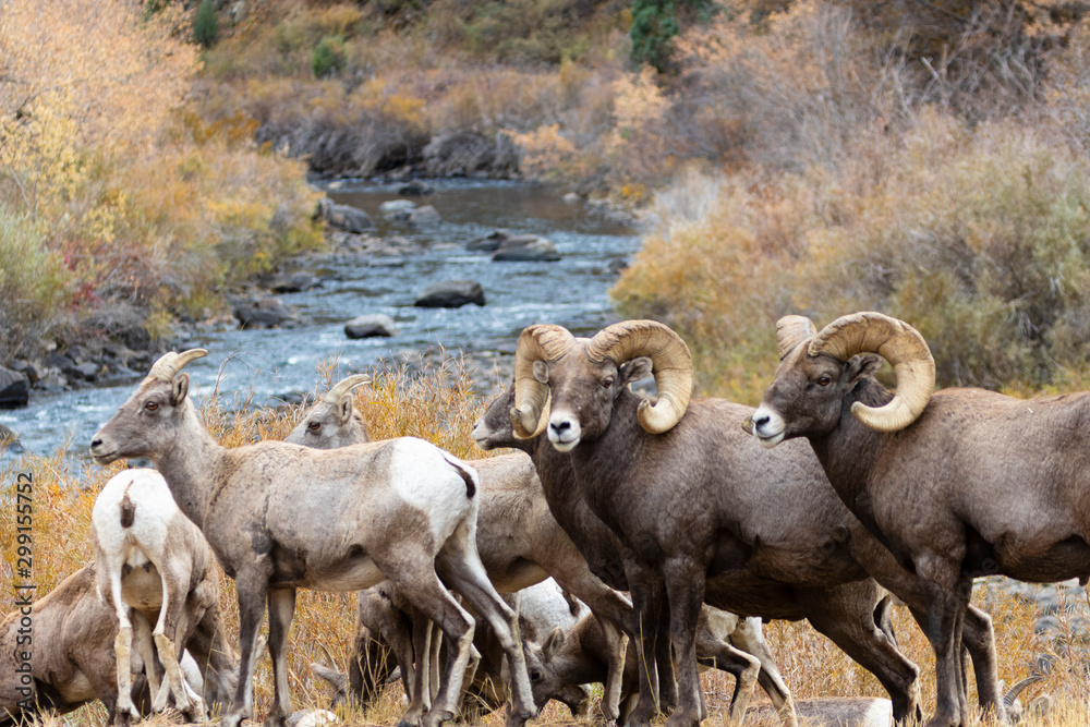 Bighorn Sheep In Waterton Canyon Bighorn Sheep In Waterton Canyon