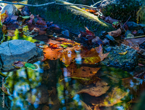 puddle and leaves © HealeyPhoto
