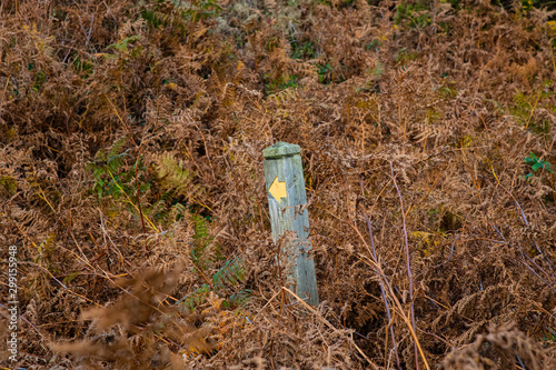 An unhelpful directional sign post in the middle of bracken