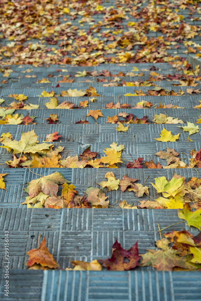 Fototapeta premium Maple leafs on a stair outside.