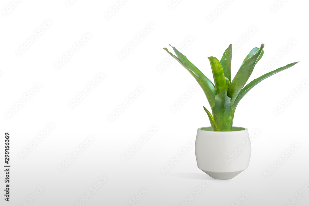 Fototapeta premium Bromeliad green isolated on white background.