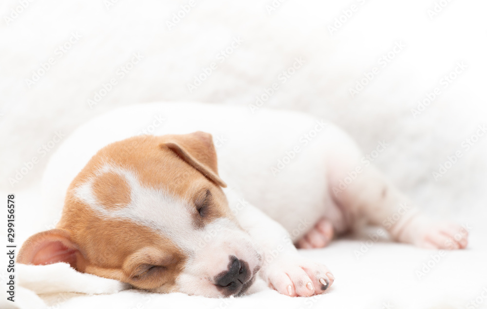Cute puppy sleeping with his paws up on a knitted sweater. Cozy winter at home. Cute puppy sleeping with his paws up on a knitted sweater. Cozy winter at home.