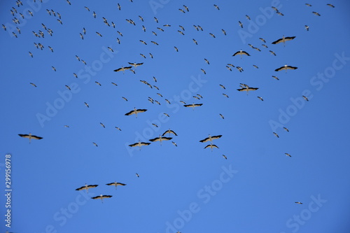 stork migration. blue sky background