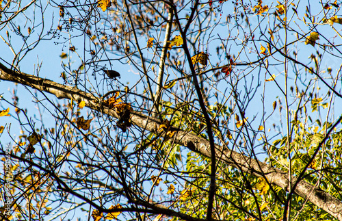 bird in tree autumn