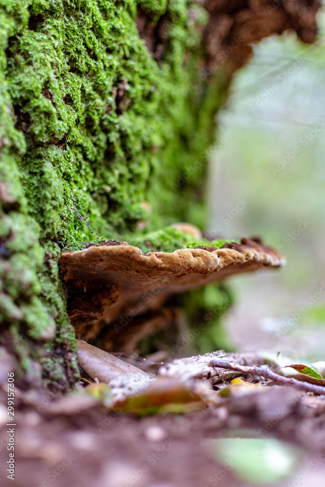 Hongos naturales de la reserva Italia