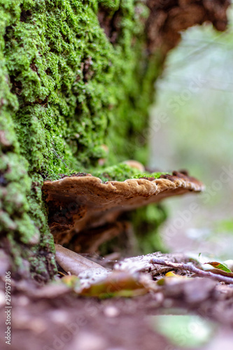 Hongos naturales de la reserva Italia