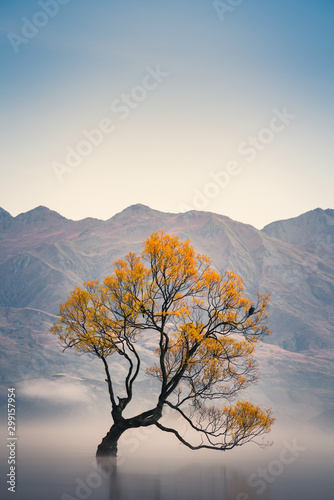Dekoracja na wymiar  that-wanaka-tree-in-the-autumn-wanaka-new-zealand