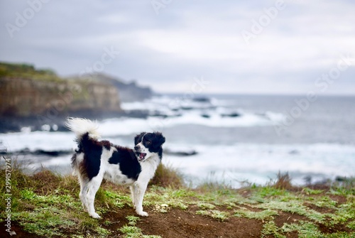 Картината върху платно Curious puppy standing on the edge of seaside cliff trail