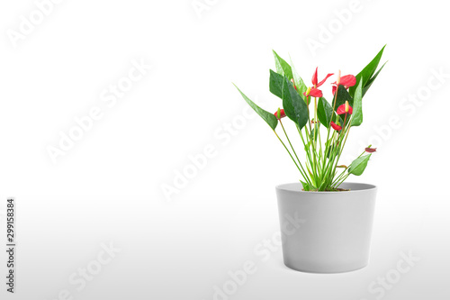 Antarium blossoming in a pot isolated on color background