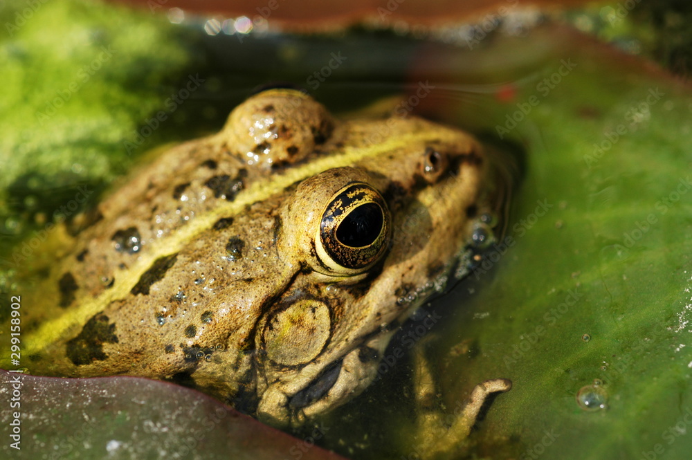 Obraz premium grenouille