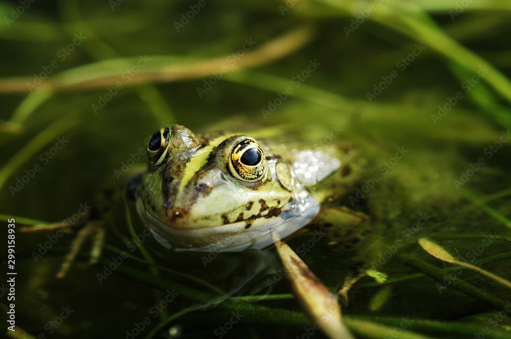 Fototapeta premium grenouille