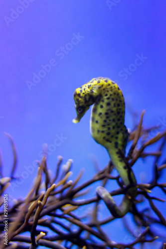 Seahorse against a blue background