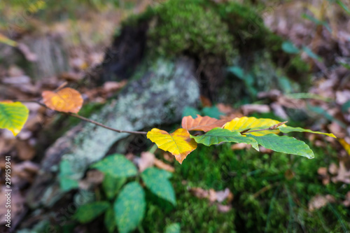 Der Herbst in einem Wald in Belgien