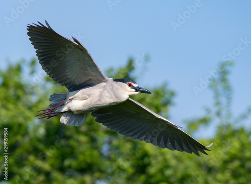 A Black-crowned Night Heron in flight. © RGL Photography