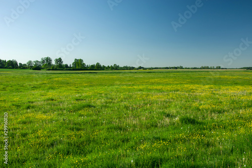 Fototapeta Naklejka Na Ścianę i Meble -  Green meadow with yellow flowers, horizon and blue sky