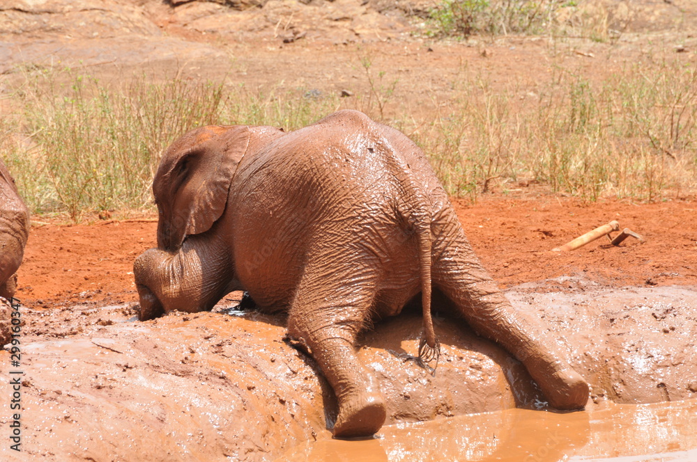 Fototapeta premium éléphant