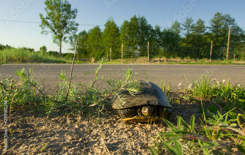 European pond turtle in grass on field, trees on horizon and blue sky