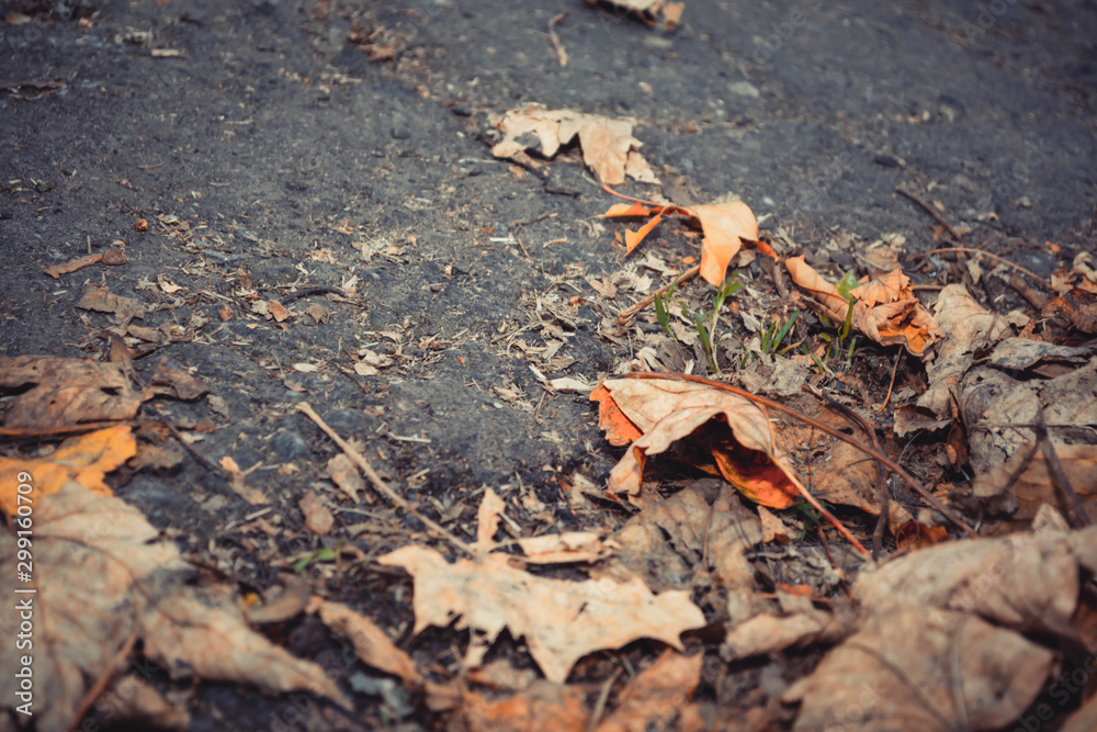 Blätter im Herbst