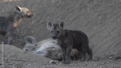 Spotted hyena cubs at den