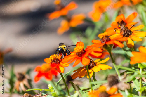 bee on yellow flower