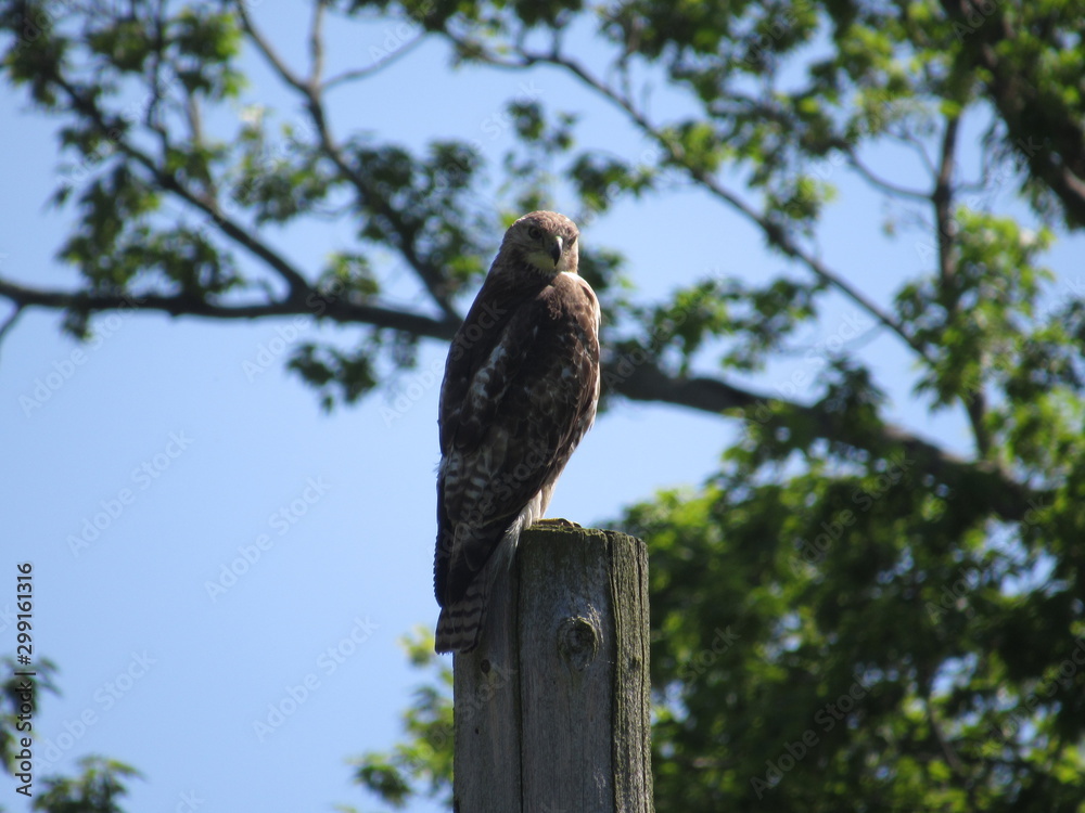 perched hawk perched hawk