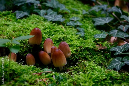 mushroom family in the woods