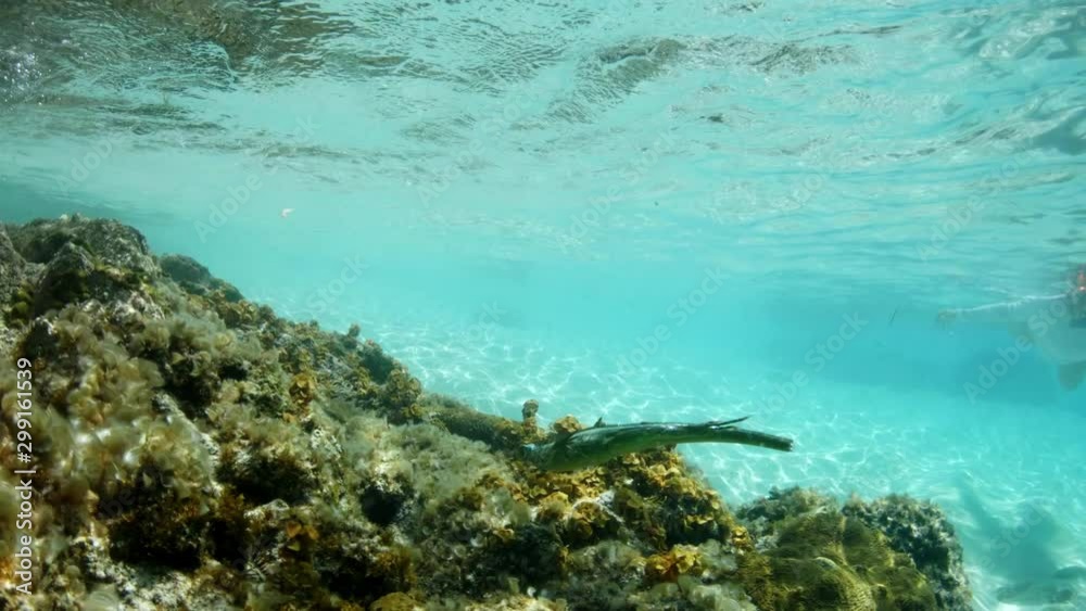 green iguana swimming underwater on tropical reef green iguana swimming underwater on tropical reef