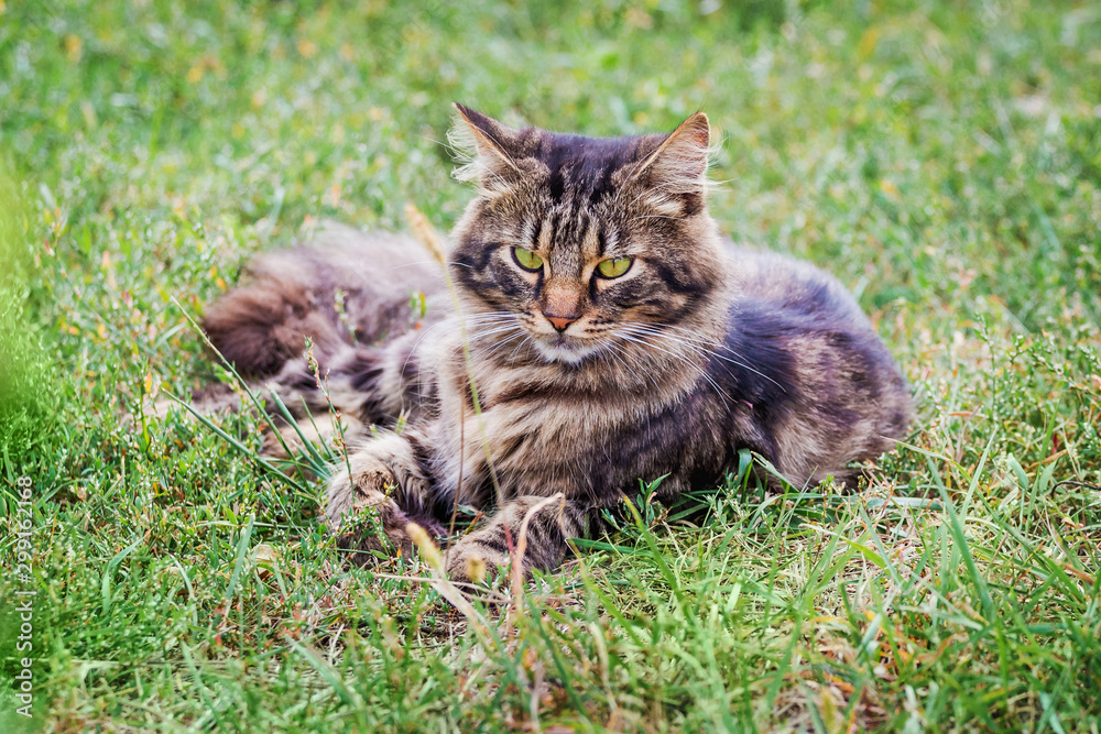 Fluffy cat lies on the grass and looks carefully at the camera_