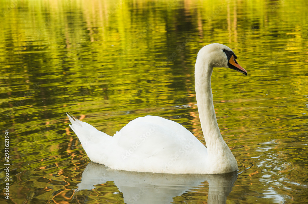 Naklejka premium Beautiful, big, white swan swims on the lake.