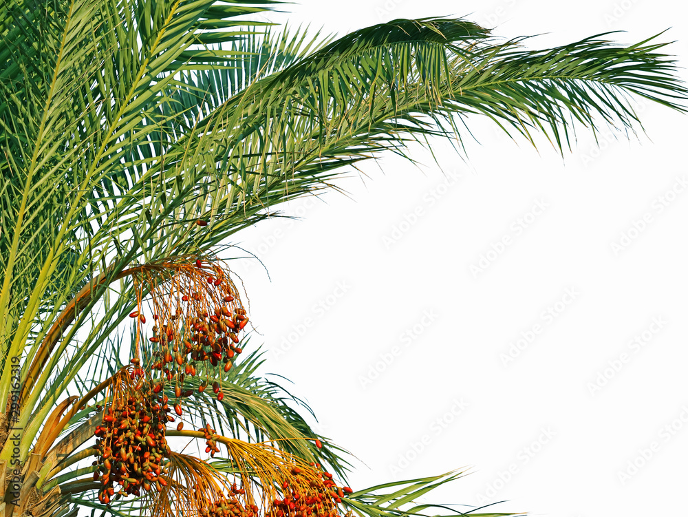 Fototapeta premium Phoenix Palm Leaves with dates isolated on white background