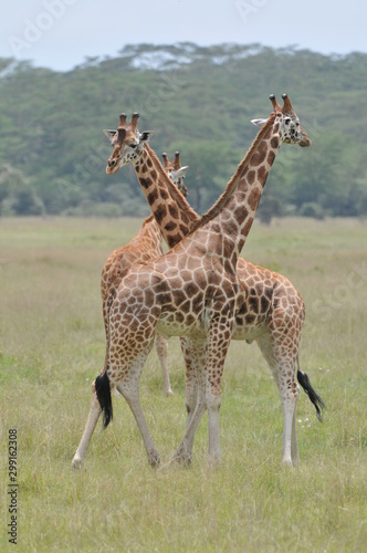 girafe