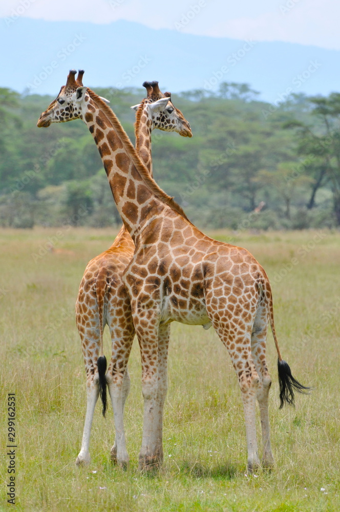 Obraz premium girafe