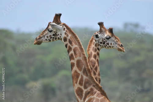 girafe © netaddict21