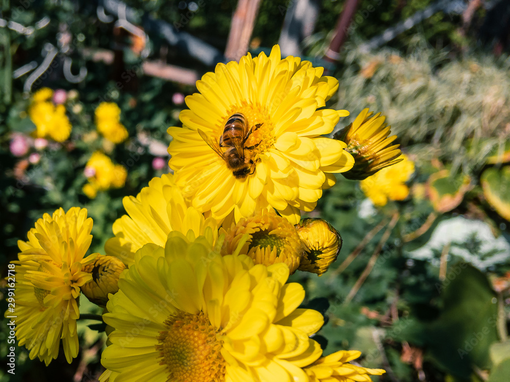 Obraz premium A wild bee collects nectar on a bright yellow flower of an inflorescence of chrysanthemums (lat. Chrysanthemum) on a blurry background of green foliage growing in the garden on an autumn sunny day.