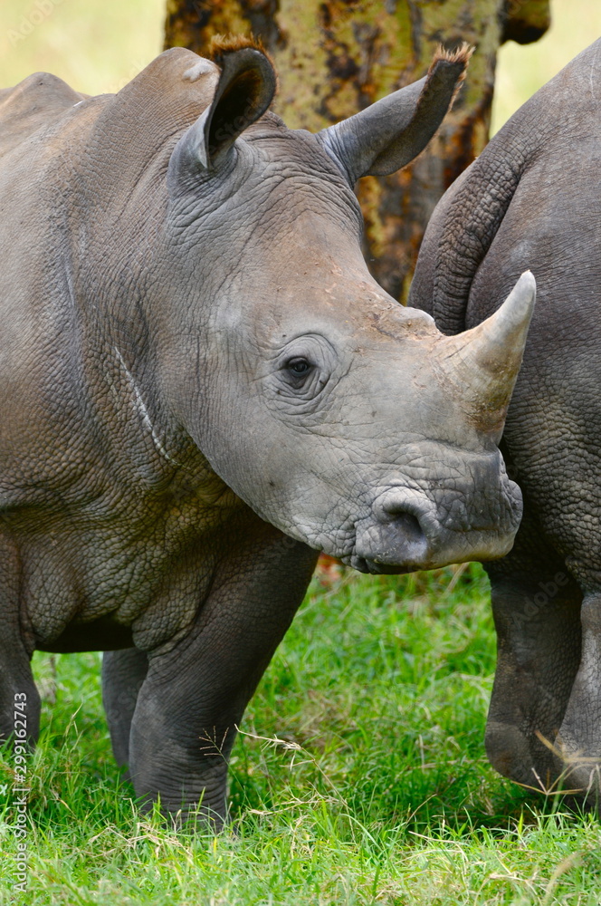 Fototapeta premium rhinoceros