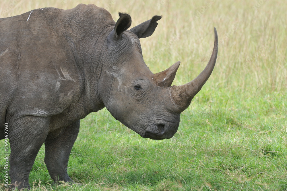 rhinoceros rhinoceros